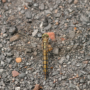 Orthetrum cancellatum (Libellulidae)  - Orthétrum réticulé - Black-tailed Skimmer Nord [France] 08/08/2010 - 40m