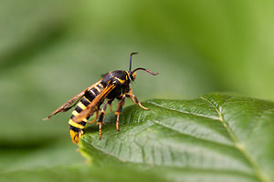 Pennisetia hylaeiformis (Sesiidae)  - Sésie du Framboisier Nord [France] 08/08/2010 - 40m