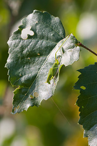 Phaneroptera falcata (Tettigoniidae)  - Phanéroptère commun - Sickle-bearing Bush-cricket Nord [France] 08/08/2010 - 40m