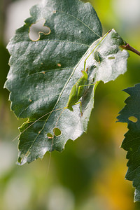 Phaneroptera falcata (Tettigoniidae)  - Phanéroptère commun - Sickle-bearing Bush-cricket Nord [France] 08/08/2010 - 40m