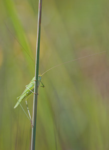 Phaneroptera falcata (Tettigoniidae)  - Phanéroptère commun - Sickle-bearing Bush-cricket Mons [Belgique] 14/08/2010 - 20m