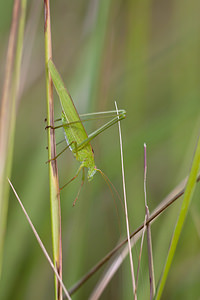 Phaneroptera falcata (Tettigoniidae)  - Phanéroptère commun - Sickle-bearing Bush-cricket Mons [Belgique] 14/08/2010 - 20m