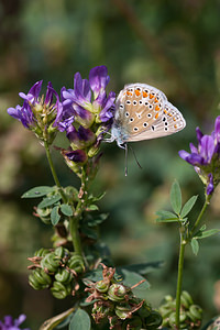 Polyommatus icarus (Lycaenidae)  - Azuré de la Bugrane, Argus bleu - Common Blue Pas-de-Calais [France] 01/08/2010 - 30m