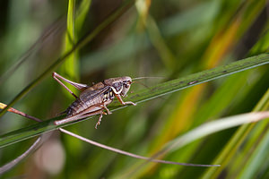 Roeseliana roeselii (Tettigoniidae)  Somme [France] 21/08/2010 - 110m