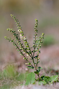 Teucrium scorodonia Germandrée scorodoine, Sauge des bois, Germandrée des bois Wood Sage