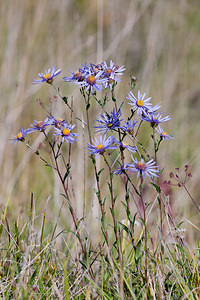 Aster amellus (Asteraceae)  - Aster amelle, Marguerite de la Saint-Michel, Étoilée, oeil-du-Christ - European Michaelmas-daisy Aisne [France] 19/09/2010 - 180m