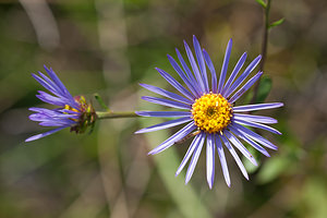 Aster amellus (Asteraceae)  - Aster amelle, Marguerite de la Saint-Michel, Étoilée, oeil-du-Christ - European Michaelmas-daisy Aisne [France] 19/09/2010 - 180m