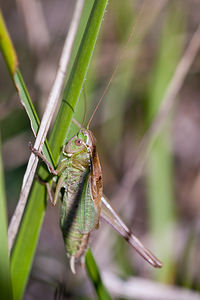 Bicolorana bicolor (Tettigoniidae)  - Decticelle bicolore Marne [France] 19/09/2010 - 150m