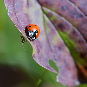 Coccinella septempunctata (Coccinellidae)  - Coccinelle à 7 points, Coccinelle, Bête à bon Dieu - Seven-spot Ladybird Philippeville [Belgique] 04/09/2010 - 270m