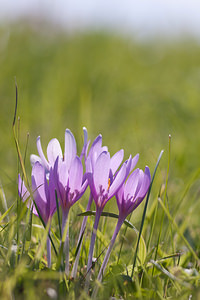 Colchicum autumnale (Colchicaceae)  - Colchique d'automne, Safran des prés - Meadow Saffron Marne [France] 18/09/2010 - 160m