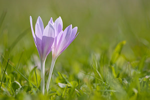 Colchicum autumnale (Colchicaceae)  - Colchique d'automne, Safran des prés - Meadow Saffron Marne [France] 18/09/2010 - 160m