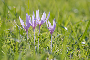 Colchicum autumnale (Colchicaceae)  - Colchique d'automne, Safran des prés - Meadow Saffron Marne [France] 18/09/2010 - 160m