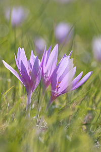 Colchicum autumnale (Colchicaceae)  - Colchique d'automne, Safran des prés - Meadow Saffron Marne [France] 18/09/2010 - 160m