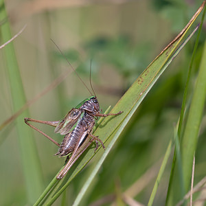 Metrioptera brachyptera (Tettigoniidae)  - Decticelle des bruyères - Bog Bush Cricket Philippeville [Belgique] 04/09/2010 - 270m