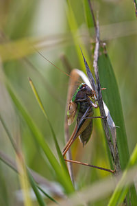Metrioptera brachyptera (Tettigoniidae)  - Decticelle des bruyères - Bog Bush Cricket Philippeville [Belgique] 04/09/2010 - 280m