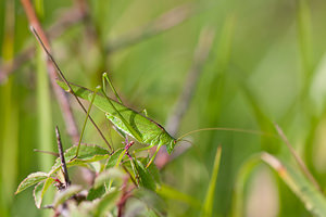 Phaneroptera falcata (Tettigoniidae)  - Phanéroptère commun - Sickle-bearing Bush-cricket Philippeville [Belgique] 04/09/2010 - 270m