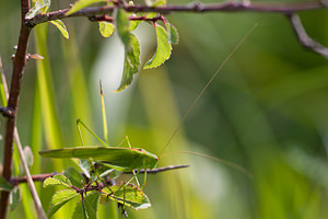 Phaneroptera falcata (Tettigoniidae)  - Phanéroptère commun - Sickle-bearing Bush-cricket Philippeville [Belgique] 04/09/2010 - 270m