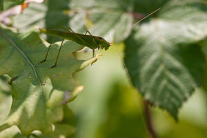 Phaneroptera falcata (Tettigoniidae)  - Phanéroptère commun - Sickle-bearing Bush-cricket Philippeville [Belgique] 04/09/2010 - 270m