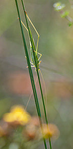 Phaneroptera falcata (Tettigoniidae)  - Phanéroptère commun - Sickle-bearing Bush-cricket Philippeville [Belgique] 04/09/2010 - 180m