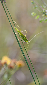 Phaneroptera falcata (Tettigoniidae)  - Phanéroptère commun - Sickle-bearing Bush-cricket Philippeville [Belgique] 04/09/2010 - 180m