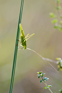 Phaneroptera falcata (Tettigoniidae)  - Phanéroptère commun - Sickle-bearing Bush-cricket Philippeville [Belgique] 04/09/2010 - 180m