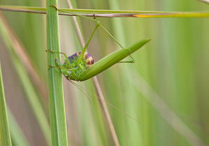 Phaneroptera falcata (Tettigoniidae)  - Phanéroptère commun - Sickle-bearing Bush-cricket Philippeville [Belgique] 04/09/2010 - 180mponte acrobatique...