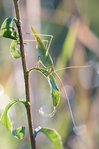 Phaneroptera falcata (Tettigoniidae)  - Phanéroptère commun - Sickle-bearing Bush-cricket Marne [France] 19/09/2010 - 150m