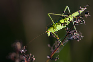 Phaneroptera falcata (Tettigoniidae)  - Phanéroptère commun - Sickle-bearing Bush-cricket Marne [France] 19/09/2010 - 150m