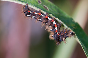 Acronicta rumicis (Noctuidae)  - Noctuelle de la Patience - Knot Grass [moth] Marne [France] 08/10/2010 - 170m