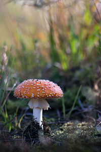 Amanita muscaria (Amanitaceae)  - Amanite tue-mouches, Fausse oronge - Fly Agaric Marne [France] 09/10/2010 - 240m