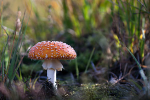 Amanita muscaria (Amanitaceae)  - Amanite tue-mouches, Fausse oronge - Fly Agaric Marne [France] 09/10/2010 - 240m