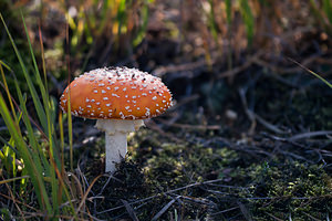 Amanita muscaria (Amanitaceae)  - Amanite tue-mouches, Fausse oronge - Fly Agaric Marne [France] 09/10/2010 - 240m