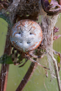 Araneus quadratus (Araneidae)  - Épeire à quatre points Marne [France] 08/10/2010 - 170m