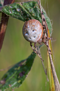 Araneus quadratus (Araneidae)  - Épeire à quatre points Marne [France] 08/10/2010 - 170m