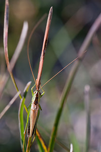 Conocephalus fuscus (Tettigoniidae)  - Conocéphale bigarré, Xiphidion Brun - Long-winged Conehead Meuse [France] 08/10/2010 - 340m