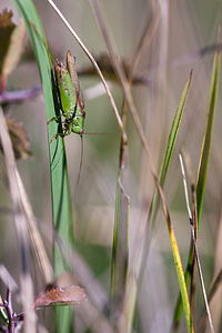 Conocephalus fuscus (Tettigoniidae)  - Conocéphale bigarré, Xiphidion Brun - Long-winged Conehead Aisne [France] 10/10/2010 - 170m