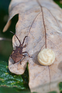 Coreus marginatus (Coreidae)  - Corée marginée - Stock bug Marne [France] 08/10/2010 - 170m