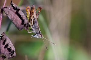 Gomphocerippus rufus (Acrididae)  - Gomphocère roux, Gomphocère, Gomphocère fauve - Rufous Grasshopper Meuse [France] 08/10/2010 - 350m