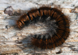 Macrothylacia rubi (Lasiocampidae)  - Bombyx de la Ronce, Polyphage - Fox Moth  [France] 09/10/2010 - 240m