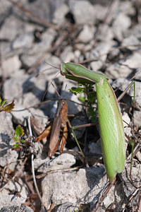 Mantis religiosa (Mantidae)  - Mante religieuse - Praying Mantis Meuse [France] 08/10/2010 - 340m