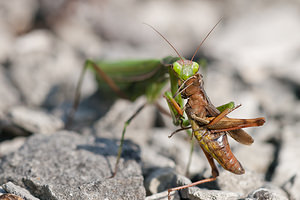 Mantis religiosa (Mantidae)  - Mante religieuse - Praying Mantis Meuse [France] 08/10/2010 - 340m