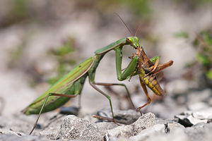 Mantis religiosa (Mantidae)  - Mante religieuse - Praying Mantis Meuse [France] 08/10/2010 - 340m