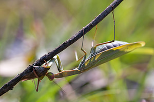 Mantis religiosa (Mantidae)  - Mante religieuse - Praying Mantis  [France] 09/10/2010 - 240m