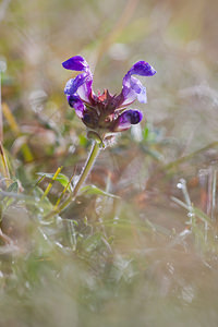 Prunella grandiflora (Lamiaceae)  - Brunelle à grandes fleurs - Large-flowered Selfheal Marne [France] 09/10/2010 - 240m