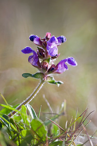 Prunella grandiflora (Lamiaceae)  - Brunelle à grandes fleurs - Large-flowered Selfheal Marne [France] 09/10/2010 - 240m