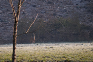 Capreolus capreolus (Cervidae)  - Chevreuil européen, Chevreuil, Brocard (mâle), Chevrette (femelle) - Roe Deer  [France] 05/03/2011 - 160m