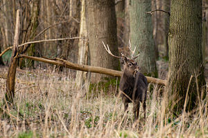 Cervus nippon (Cervidae)  - Cerf sika - Sika Deer Pas-de-Calais [France] 12/03/2011 - 110m