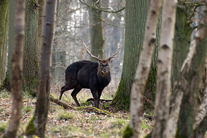 Cervus nippon (Cervidae)  - Cerf sika - Sika Deer Pas-de-Calais [France] 12/03/2011 - 100m