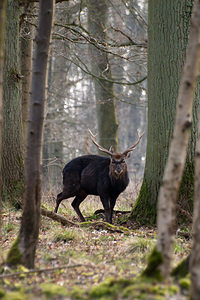 Cervus nippon (Cervidae)  - Cerf sika - Sika Deer Pas-de-Calais [France] 12/03/2011 - 100m