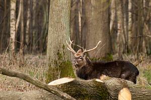 Cervus nippon (Cervidae)  - Cerf sika - Sika Deer Pas-de-Calais [France] 12/03/2011 - 110m